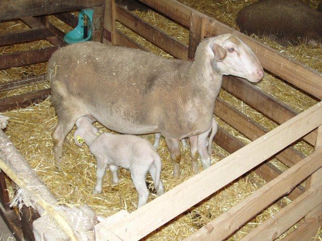 agneau 2006 0004